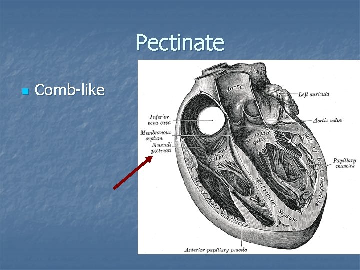 Pectinate n Comb-like 