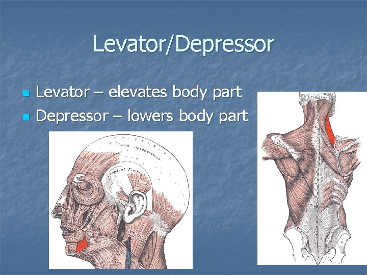 Levator/Depressor n n Levator – elevates body part Depressor – lowers body part 