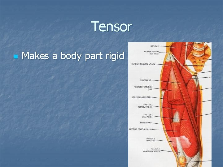 Tensor n Makes a body part rigid 