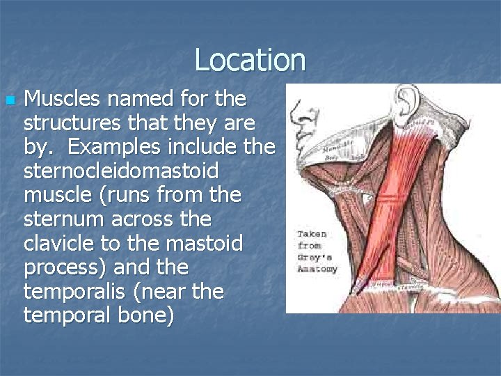 Location n Muscles named for the structures that they are by. Examples include the
