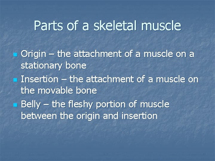 Parts of a skeletal muscle n n n Origin – the attachment of a