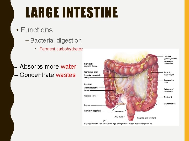 LARGE INTESTINE • Functions – Bacterial digestion • Ferment carbohydrates Absorbs more water –