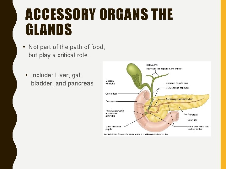 ACCESSORY ORGANS THE GLANDS • Not part of the path of food, but play