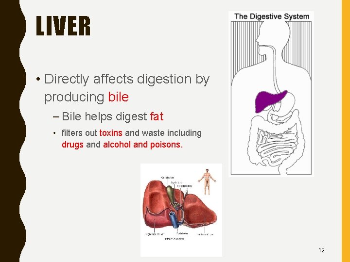 LIVER • Directly affects digestion by producing bile – Bile helps digest fat •