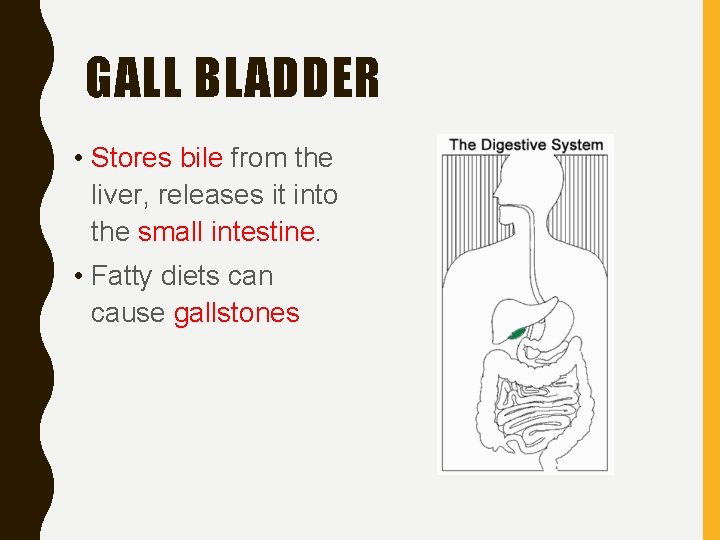 GALL BLADDER • Stores bile from the liver, releases it into the small intestine.