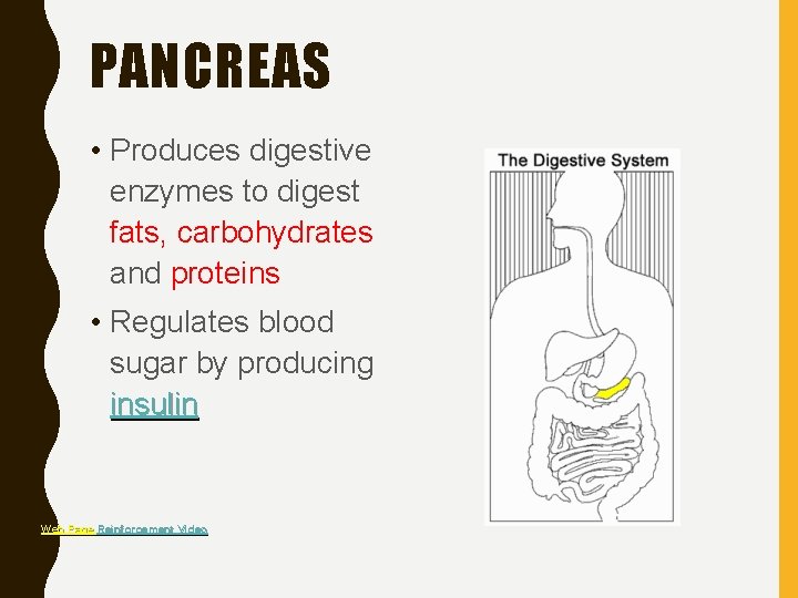 PANCREAS • Produces digestive enzymes to digest fats, carbohydrates and proteins • Regulates blood