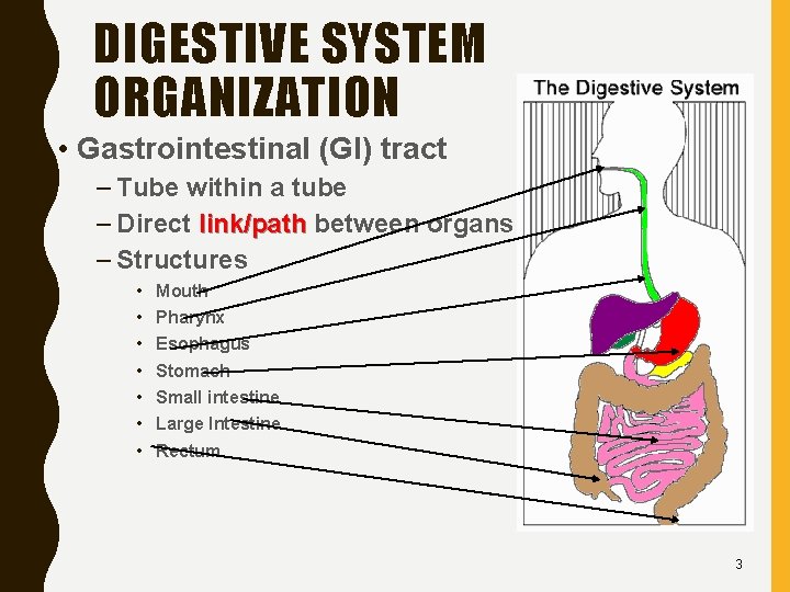 DIGESTIVE SYSTEM ORGANIZATION • Gastrointestinal (Gl) tract – Tube within a tube – Direct