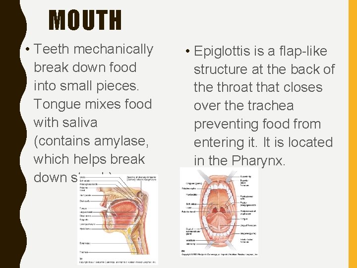 MOUTH • Teeth mechanically break down food into small pieces. Tongue mixes food with