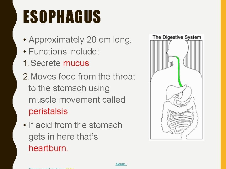 ESOPHAGUS • Approximately 20 cm long. • Functions include: 1. Secrete mucus 2. Moves