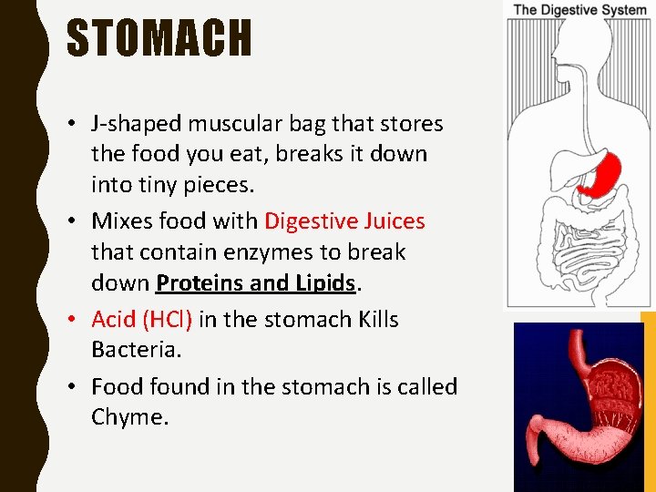 STOMACH • J-shaped muscular bag that stores the food you eat, breaks it down