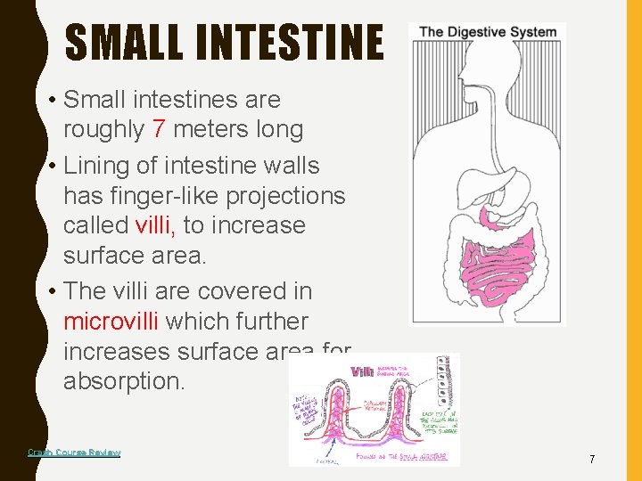 SMALL INTESTINE • Small intestines are roughly 7 meters long • Lining of intestine