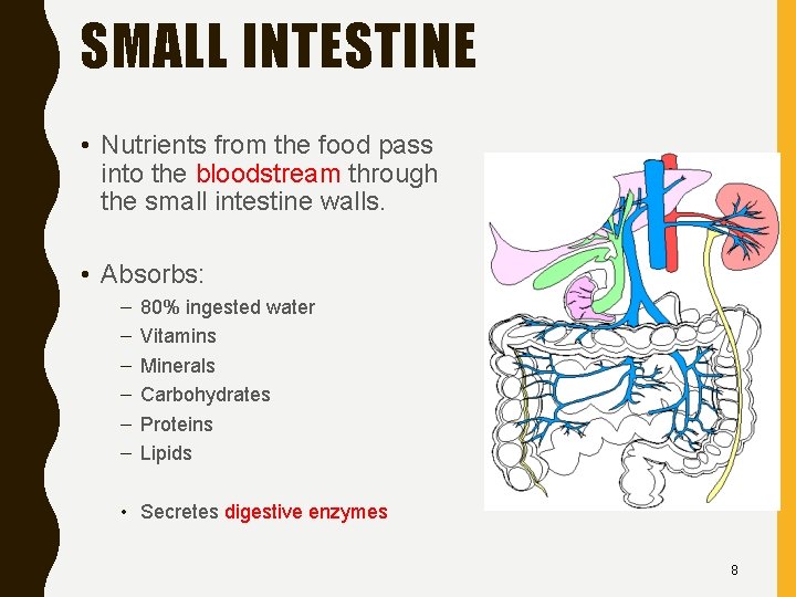 SMALL INTESTINE • Nutrients from the food pass into the bloodstream through the small