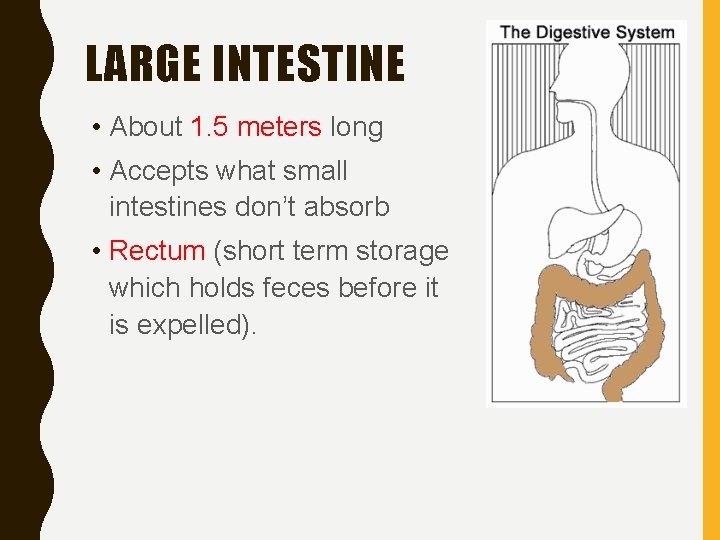 LARGE INTESTINE • About 1. 5 meters long • Accepts what small intestines don’t
