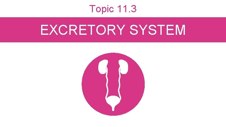 Topic 11. 3 EXCRETORY SYSTEM 