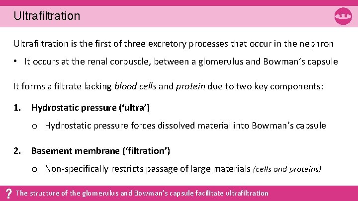 Ultrafiltration is the first of three excretory processes that occur in the nephron •
