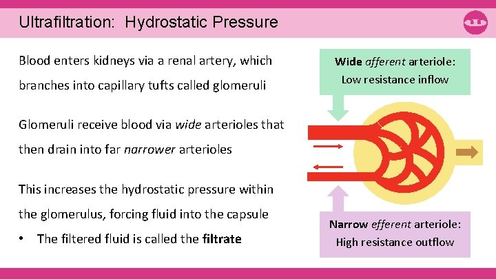 Ultrafiltration: Hydrostatic Pressure Blood enters kidneys via a renal artery, which branches into capillary