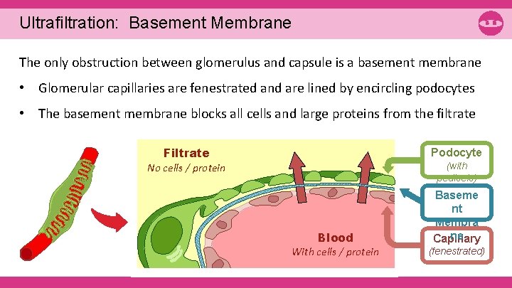 Ultrafiltration: Basement Membrane The only obstruction between glomerulus and capsule is a basement membrane