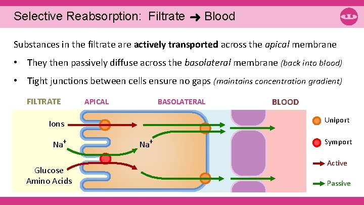 Selective Reabsorption: Filtrate ➜ Blood Substances in the filtrate are actively transported across the