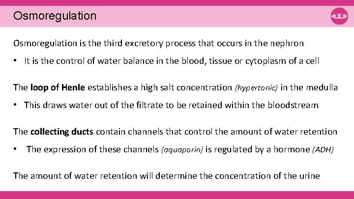 Osmoregulation is the third excretory process that occurs in the nephron • It is