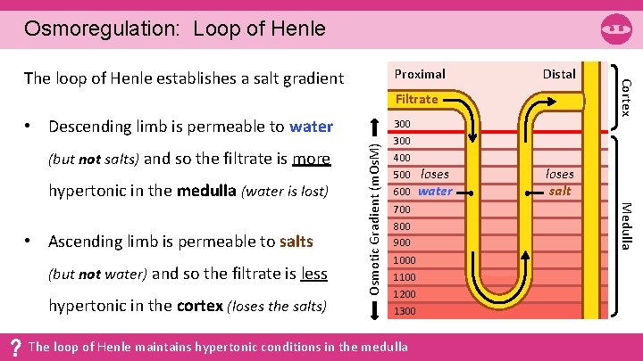 Osmoregulation: Loop of Henle Distal Filtrate • Descending limb is permeable to water hypertonic