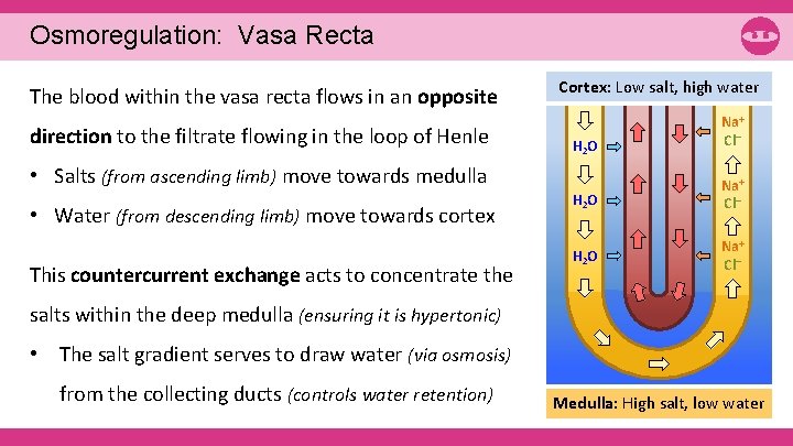 Osmoregulation: Vasa Recta The blood within the vasa recta flows in an opposite direction