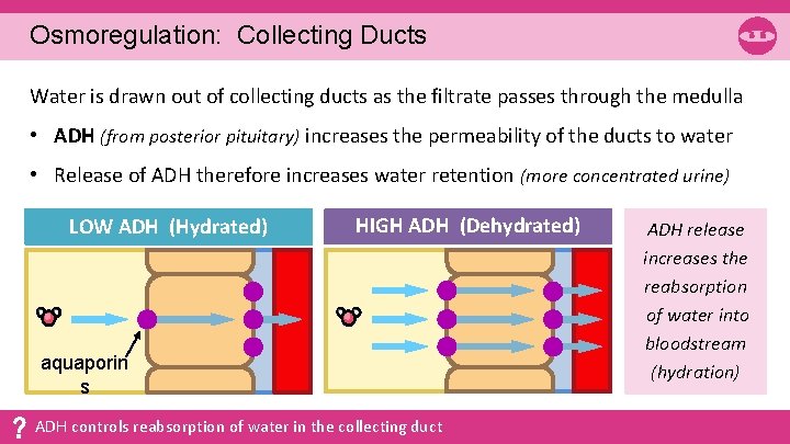 Osmoregulation: Collecting Ducts Water is drawn out of collecting ducts as the filtrate passes