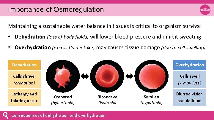 Importance of Osmoregulation Maintaining a sustainable water balance in tissues is critical to organism