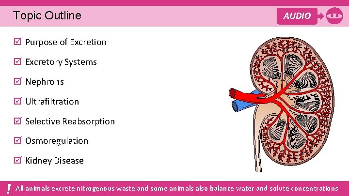 Topic Outline AUDIO þ Purpose of Excretion þ Excretory Systems þ Nephrons þ Ultrafiltration