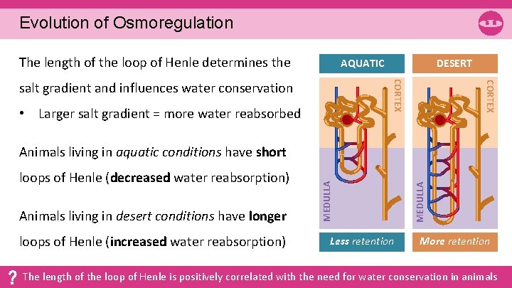Evolution of Osmoregulation The length of the loop of Henle determines the AQUATIC •