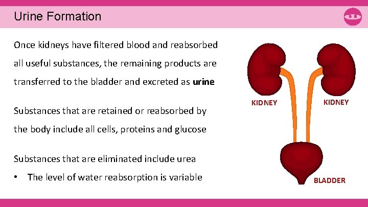 Urine Formation Once kidneys have filtered blood and reabsorbed all useful substances, the remaining
