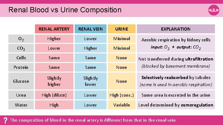 Renal Blood vs Urine Composition RENAL ARTERY RENAL VEIN URINE EXPLANATION O 2 Higher