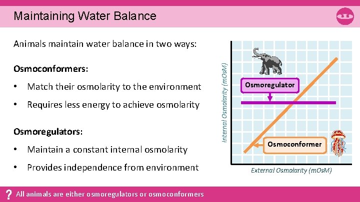 Maintaining Water Balance Osmoconformers: • Match their osmolarity to the environment • Requires less
