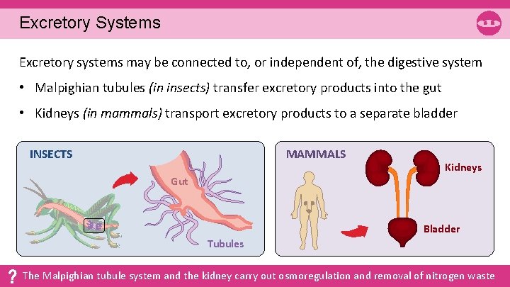 Excretory Systems Excretory systems may be connected to, or independent of, the digestive system