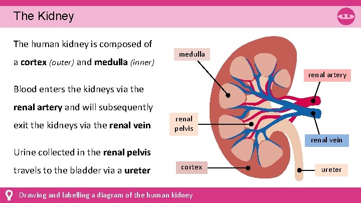 The Kidney The human kidney is composed of a cortex (outer) and medulla (inner)