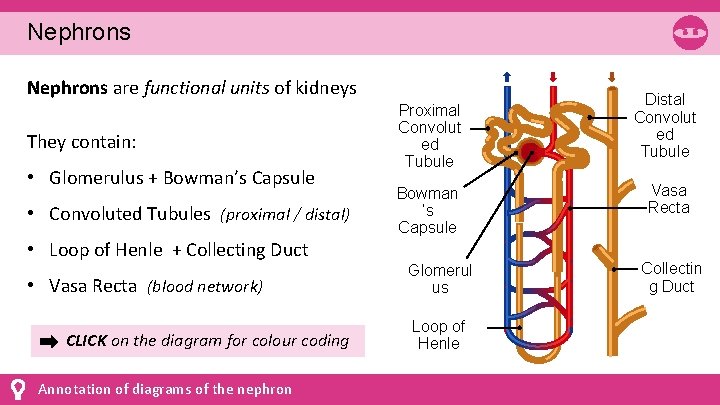 Nephrons are functional units of kidneys They contain: • Glomerulus + Bowman’s Capsule •