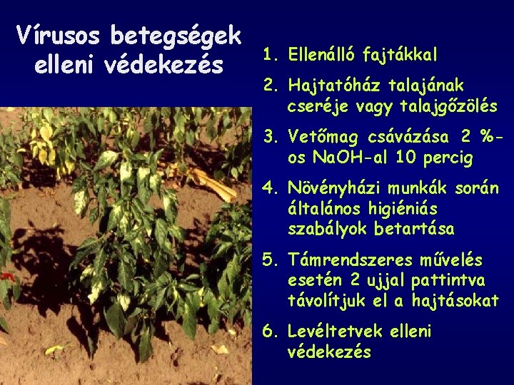 Vírusos betegségek elleni védekezés 1. Ellenálló fajtákkal 2. Hajtatóház talajának cseréje vagy talajgőzölés 3.