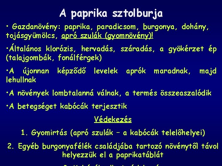 A paprika sztolburja • Gazdanövény: paprika, paradicsom, burgonya, dohány, tojásgyümölcs, apró szulák (gyomnövény)! •