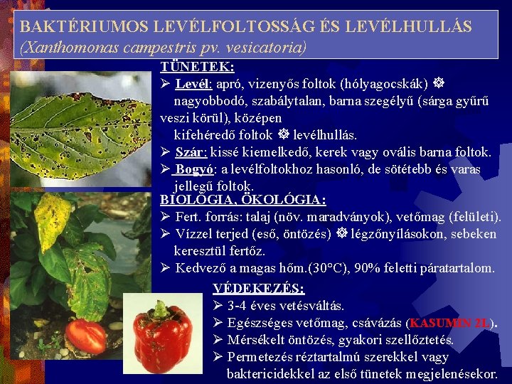 BAKTÉRIUMOS LEVÉLFOLTOSSÁG ÉS LEVÉLHULLÁS (Xanthomonas campestris pv. vesicatoria) TÜNETEK: Ø Levél: apró, vizenyős foltok