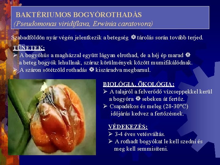 BAKTÉRIUMOS BOGYÓROTHADÁS (Pseudomonas viridiflava, Erwinia caratovora) Szabadföldön nyár végén jelentkezik a betegség tárolás során