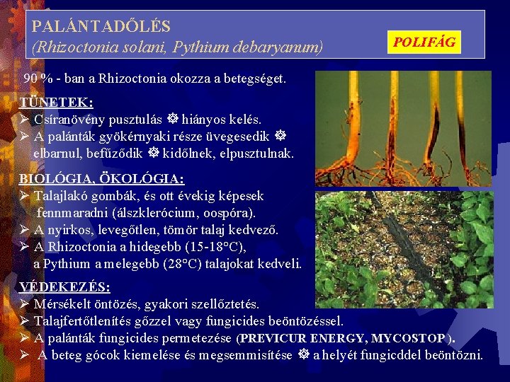 PALÁNTADŐLÉS (Rhizoctonia solani, Pythium debaryanum) POLIFÁG 90 % - ban a Rhizoctonia okozza a