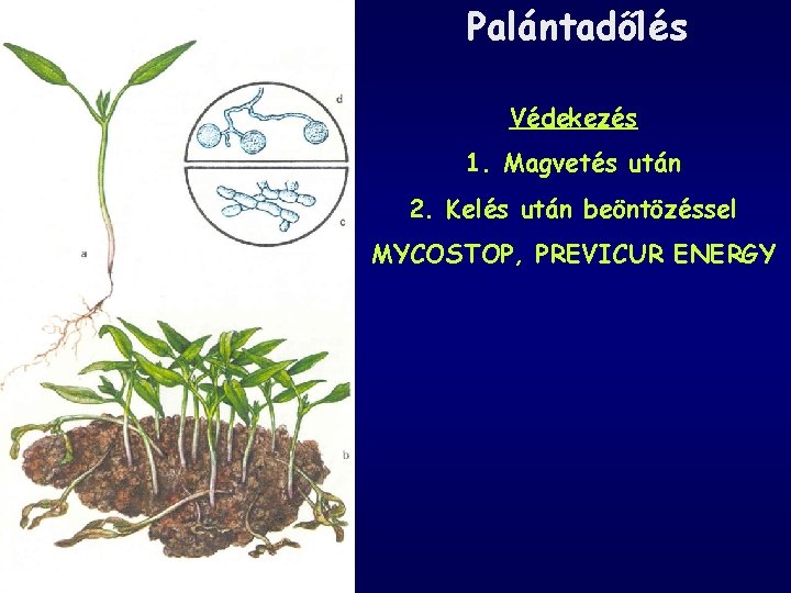 Palántadőlés Védekezés 1. Magvetés után 2. Kelés után beöntözéssel MYCOSTOP, PREVICUR ENERGY 