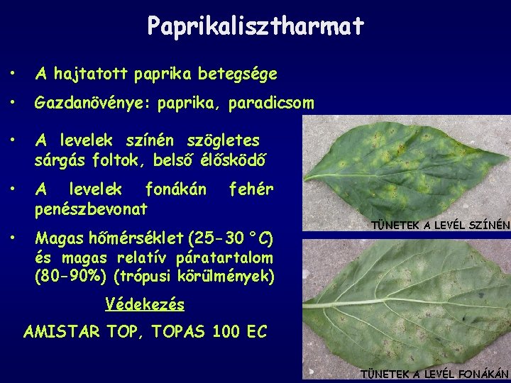 Paprikalisztharmat • A hajtatott paprika betegsége • Gazdanövénye: paprika, paradicsom • A levelek színén