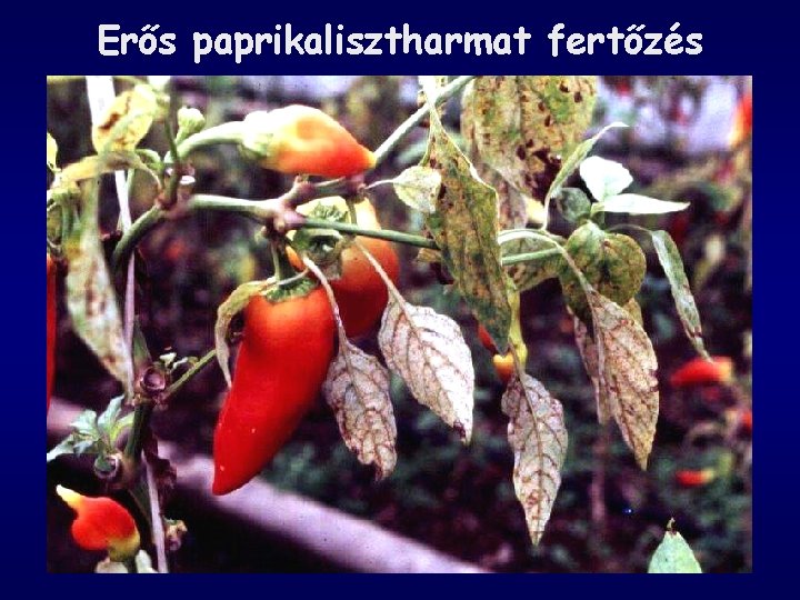 Erős paprikalisztharmat fertőzés 