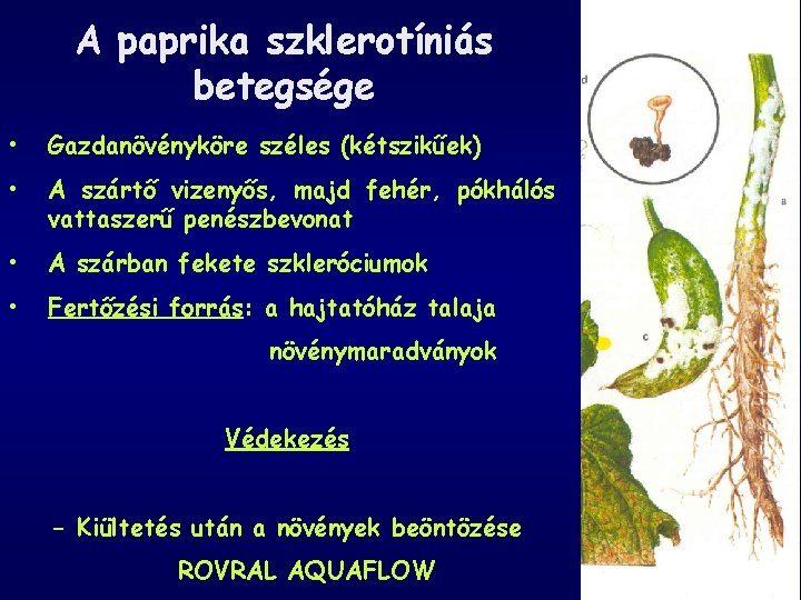 A paprika szklerotíniás betegsége • Gazdanövényköre széles (kétszikűek) • A szártő vizenyős, majd fehér,