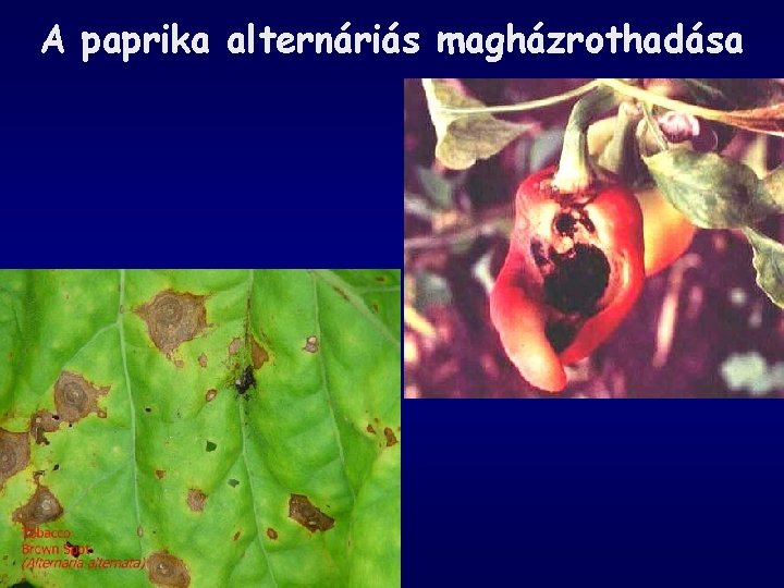 A paprika alternáriás magházrothadása 