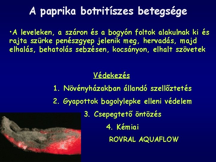 A paprika botritíszes betegsége • A leveleken, a száron és a bogyón foltok alakulnak