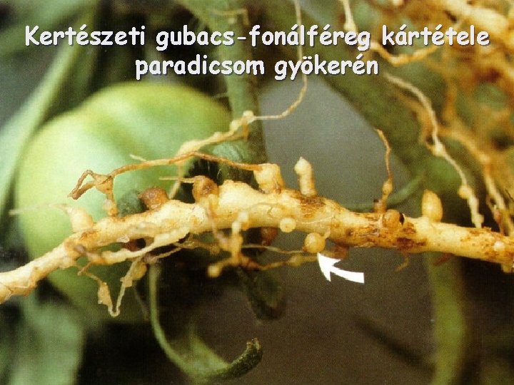 Kertészeti gubacs-fonálféreg kártétele paradicsom gyökerén 