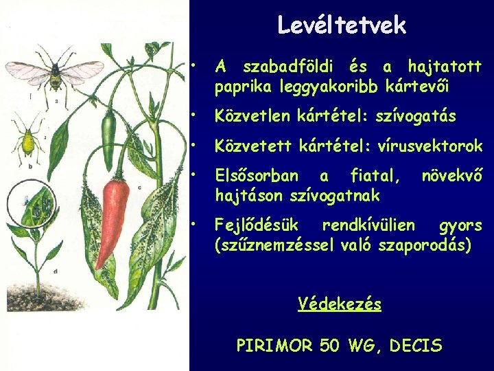 Levéltetvek • A szabadföldi és a hajtatott paprika leggyakoribb kártevői • Közvetlen kártétel: szívogatás