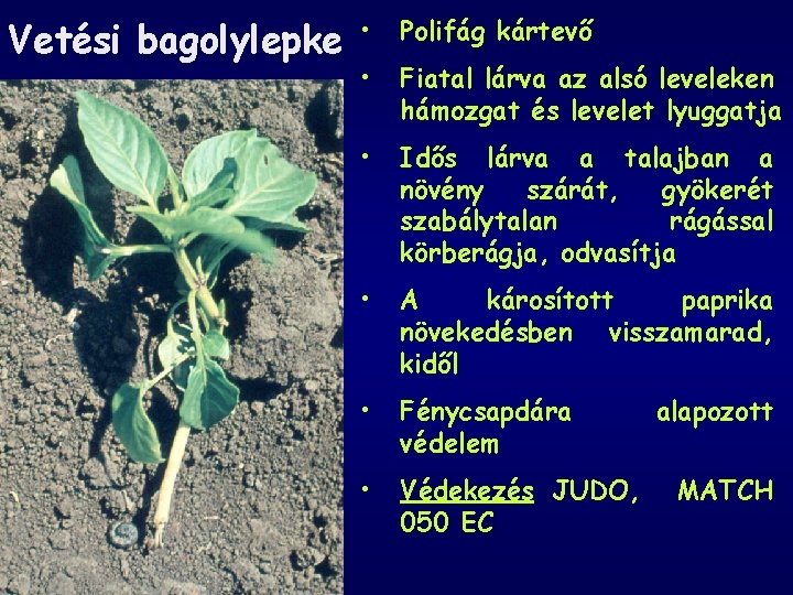 Vetési bagolylepke • Polifág kártevő • Fiatal lárva az alsó leveleken hámozgat és levelet