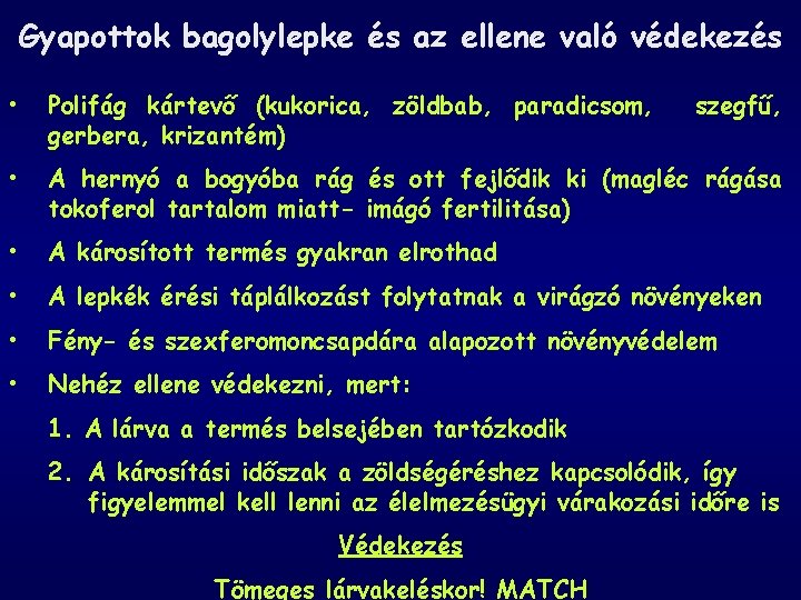 Gyapottok bagolylepke és az ellene való védekezés • Polifág kártevő (kukorica, zöldbab, paradicsom, gerbera,